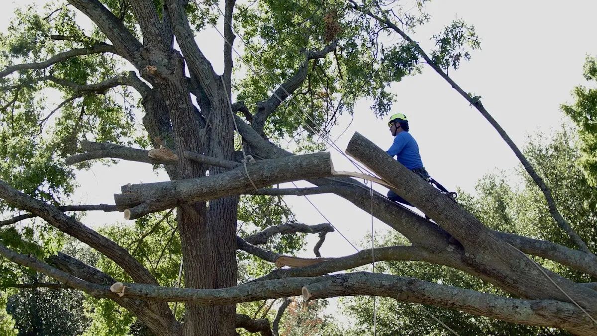 Professional Hazardous Tree Removal performed by certified arborists in Arcade
