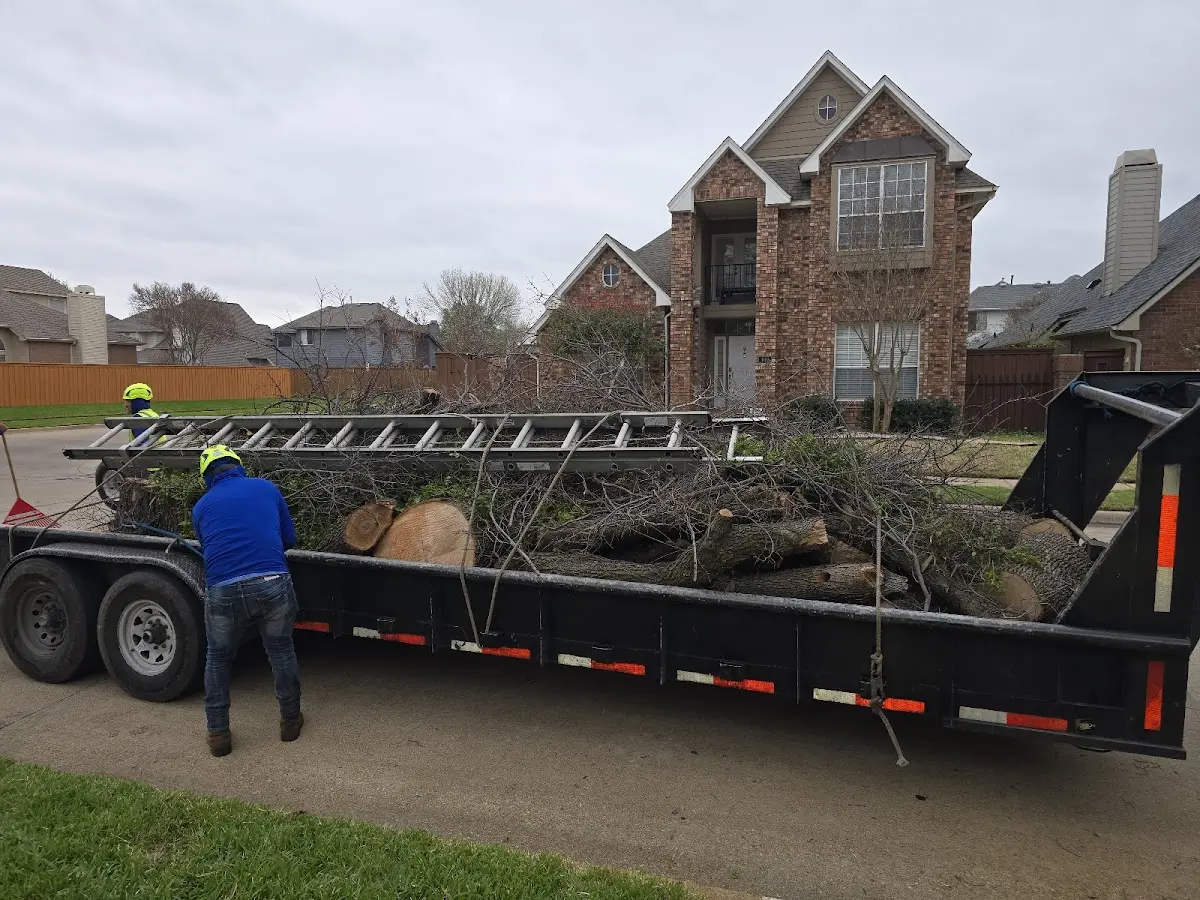 Expert Tree Removal with proper safety equipment in Arcade